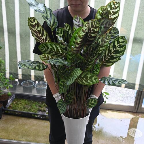 楽天市場】縁起物観葉植物トックリランはとても丈夫で育てやすい 楽天市場】縁起物観葉植物トックリランはとても丈夫で育てやすい