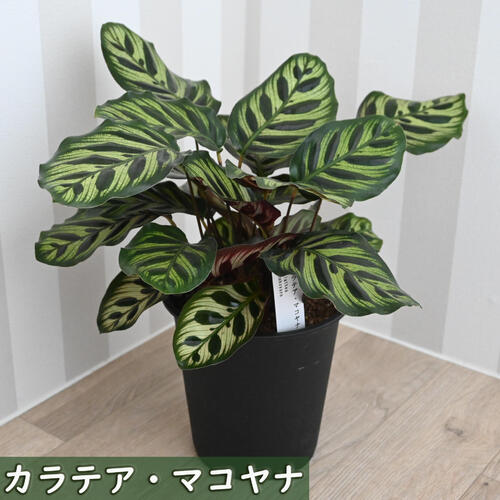 2024年NEW 観葉植物　カラテアマコヤナ インテリアグリーン