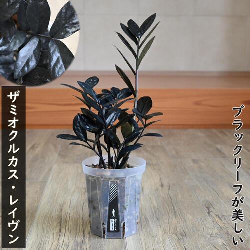 楽天市場】ザミオクルカス レイヴン 4号鉢 レイブン 観葉植物 お洒落