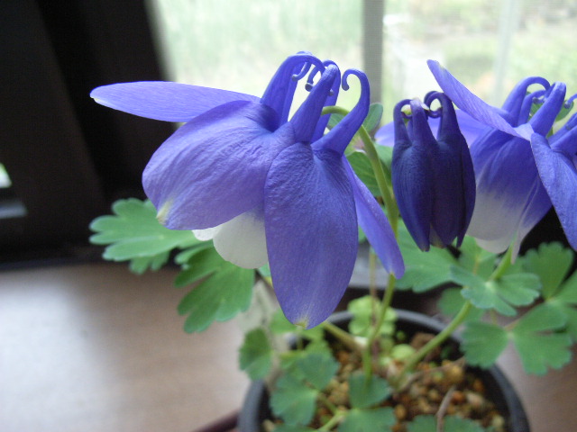 楽天市場】プレゼントにかわいいミニ山野草プレゼントにむおすすめ【山