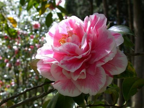 2026年開花【椿信楽鉢入り】 　 【鉢植え】 【ツバキ】椿光源氏　挿し木