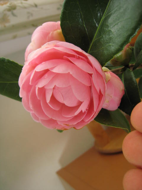 つばき苗木　福娘　フクムスメ つばき苗木 福娘 フクムスメ 【公式通販】