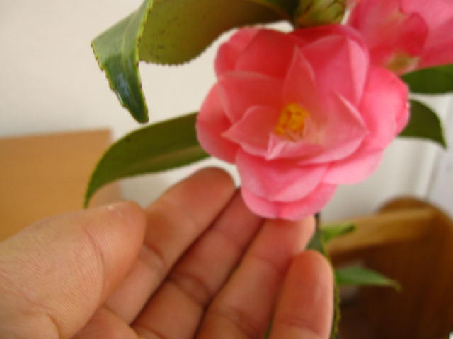 楽天市場】【選べる現品発送】椿（ツバキ）黄鳳（キホウ）苗木 8号