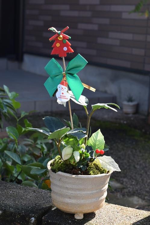 楽天市場 クリスマスローズ鉢植えクリスマスローズ開花株年12月開花株純白のクリスマスローズを贈り物 クリスマスプレゼント クリスマスローズニゲル 園芸百貨店何でも揃うこぼんさい