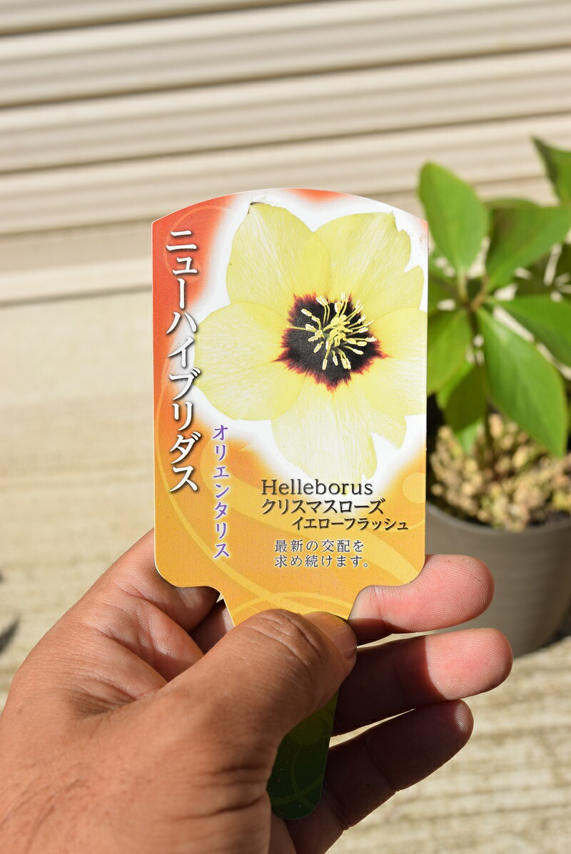 楽天市場】クリスマスローズ ゴールドフラッシュ シングル 大苗 : お