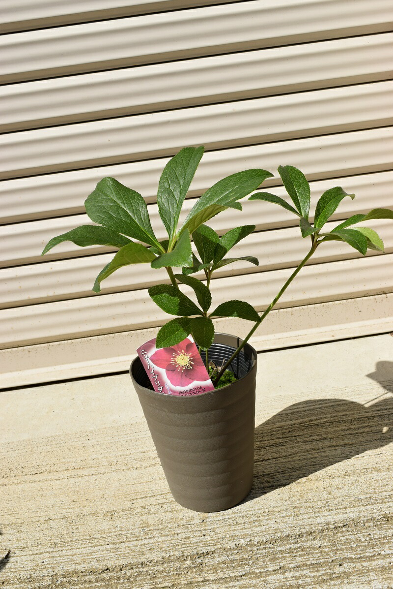 葉がきれい✨リグリクス野田園芸♥クリスマスローズ✨グリーン来季用✨香り✨切り花に 楽天市場】【現品】クリスマスローズ 一重咲き リグリクス（芳香