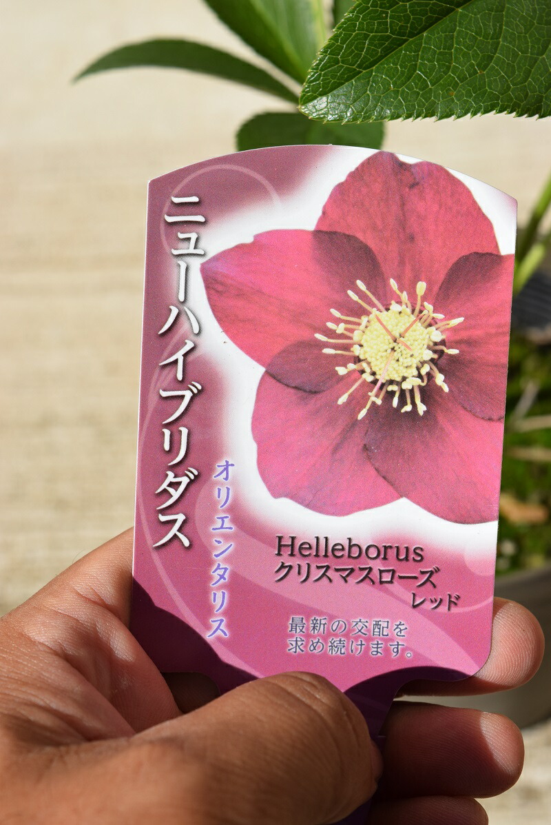 【little beast】クリスマスローズ　ムルチフィダス系オーレア株分け クリロー2025～part7～高橋育苗～ - Katze im Garten ～わたなべ花壇Blog～