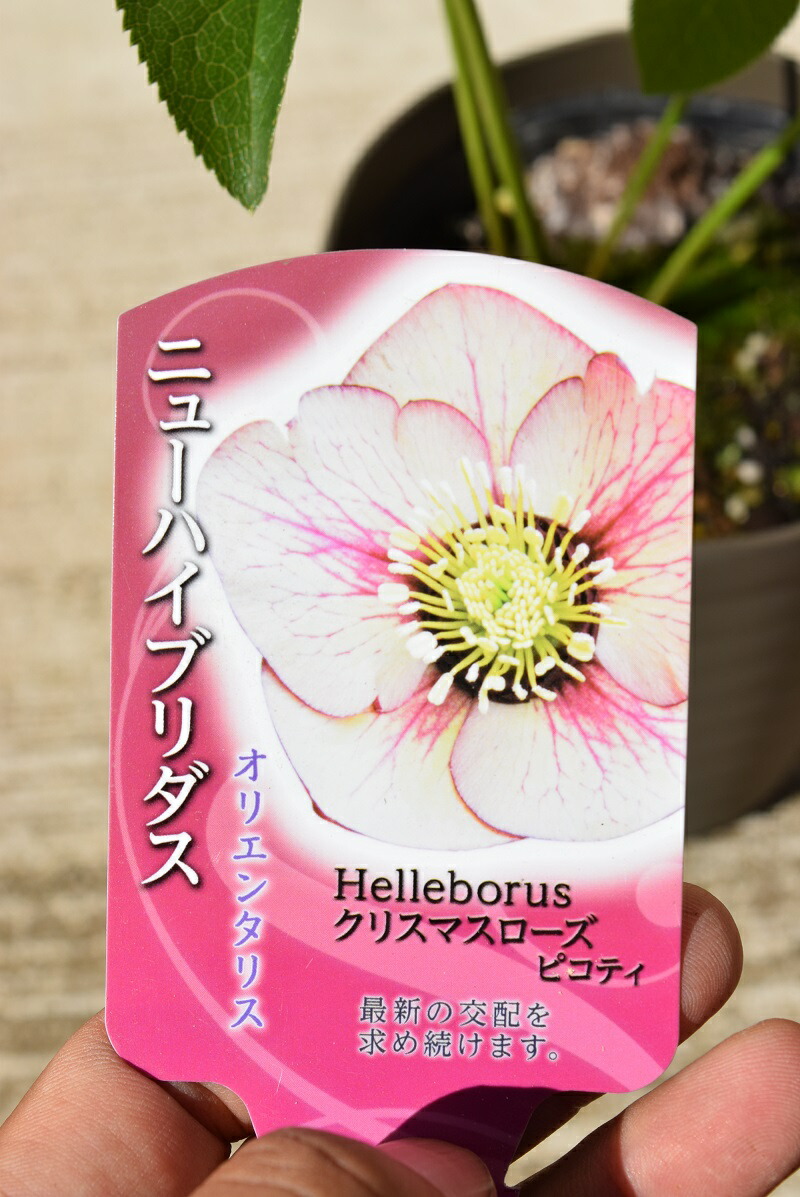 楽天市場】クリスマスローズ ムルチフィダス 開花苗 : おぎはら植物園