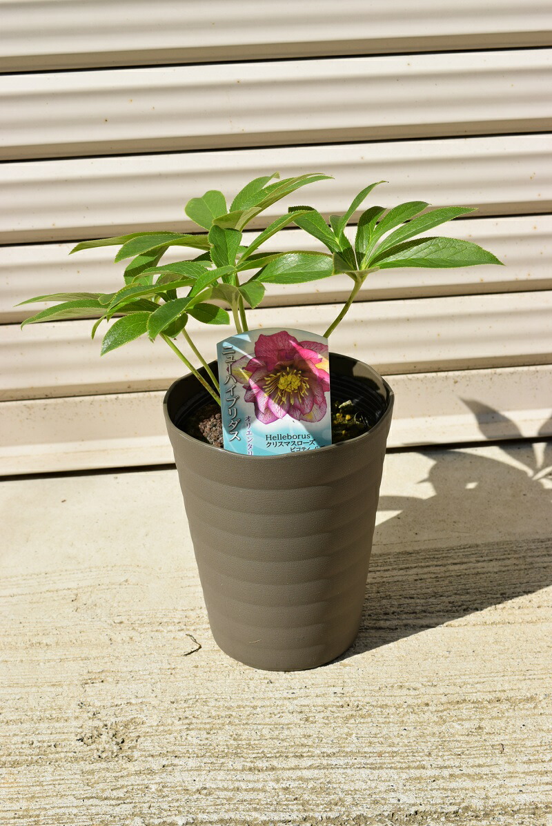 楽天市場】クリスマスローズ苗 2021年開花予定苗 クリスマスローズ