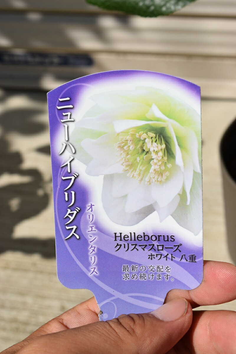 〈匿名発送〉77 クリスマスローズ 認定 モーリー 手鞠 株分け ホワイト 100mw-1r.jpg