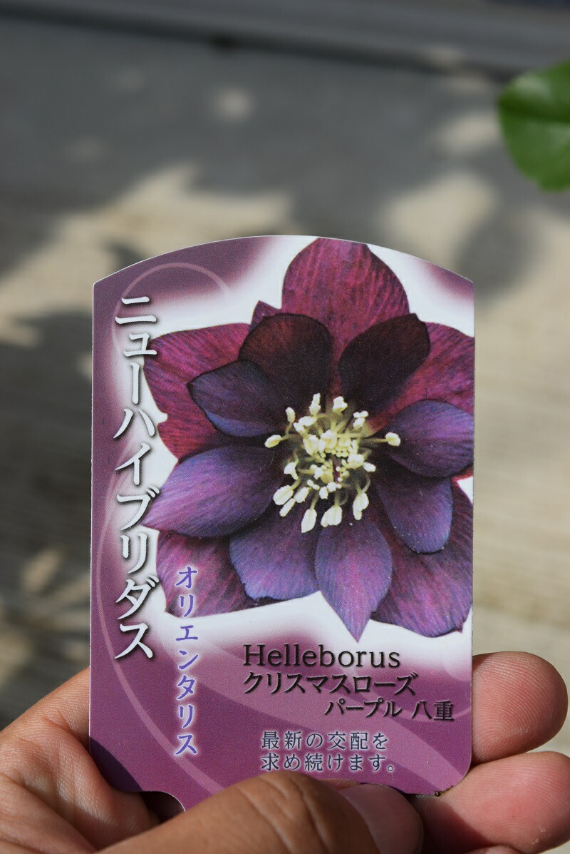 楽天市場】クリスマスローズ 'シフラ'大苗（5号） : おぎはら植物園