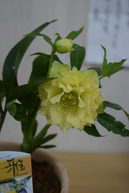 楽天市場 クリスマスローズ鉢植えクリスマスローズ開花株年12月開花株年12月19日撮影 イエロー八重 園芸百貨店何でも揃うこぼんさい