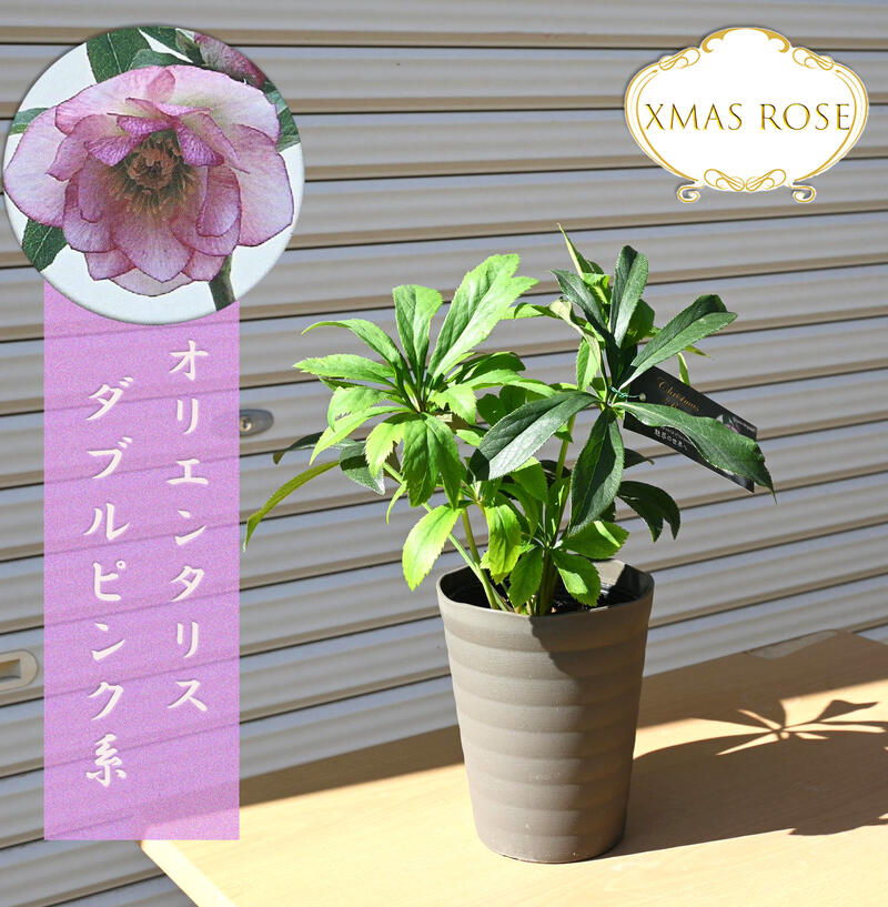 【新入荷】2025年開花クリスマスローズ オリエンタリス ダブルピンク系 八重咲き クリスマスローズ苗