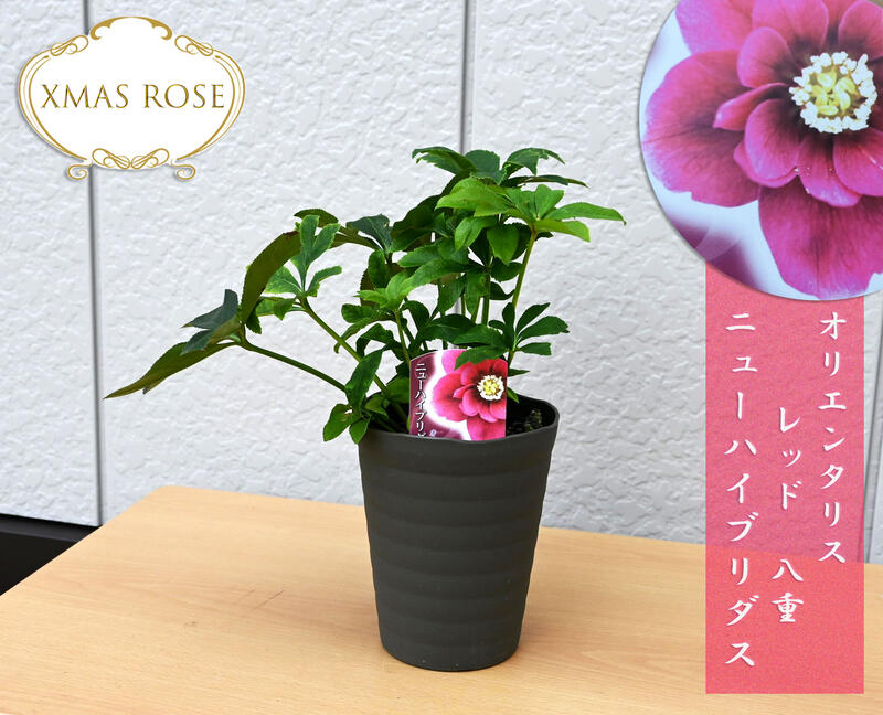 楽天市場】【新入荷】2025年開花クリスマスローズ オリエンタリス