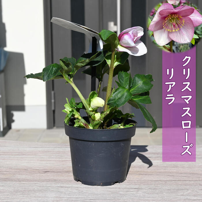 楽天市場】1月より発送。2025年クリスマスローズ開花花苗