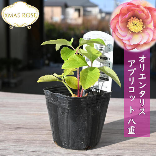 楽天市場】2023年新入荷苗 クリスマスローズ オリエンタリス ピコティ