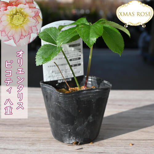 楽天市場】2023年新入荷苗 クリスマスローズ ダブル咲き グリーン系