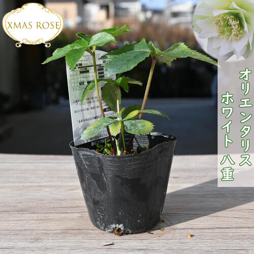 楽天市場】2023年新入荷苗 クリスマスローズ オリエンタリス パープル