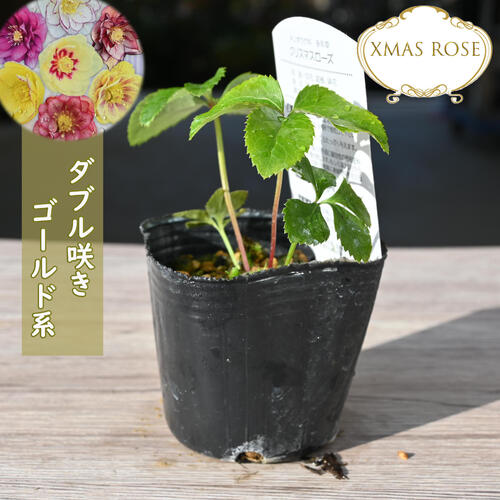 楽天市場】2023年新入荷苗 クリスマスローズ ダブル咲き