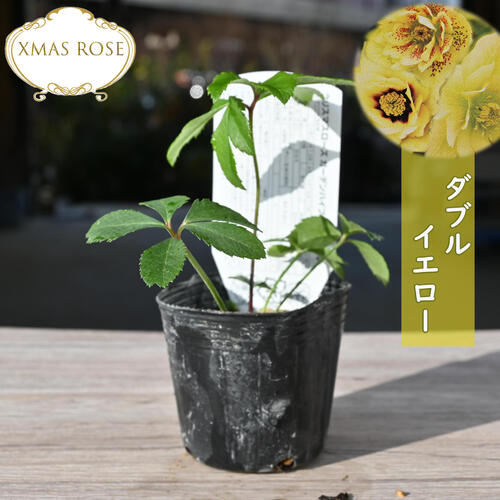 楽天市場】2023年新入荷苗 クリスマスローズ 24種セット クリスマス