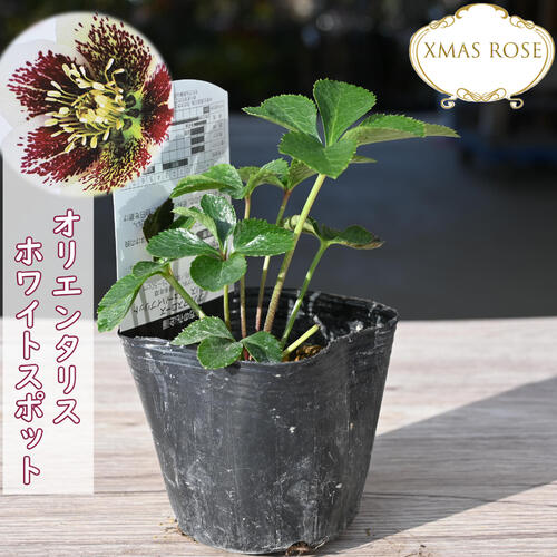 楽天市場】2023年新入荷苗 クリスマスローズ ダブル咲き ピンク系