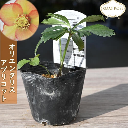 楽天市場】苗 クリスマスローズ 5種セット クリスマスローズ苗 色んな