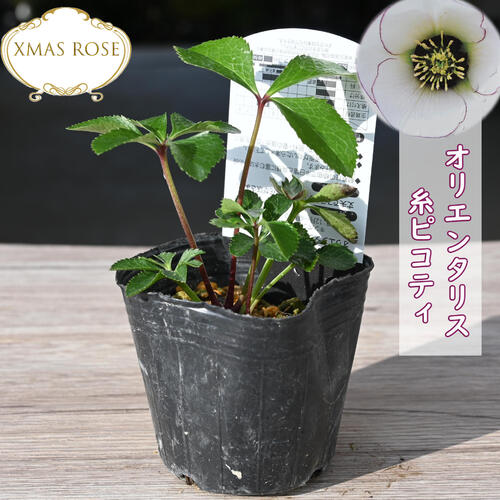 クリスマスローズ５苗 楽天市場】2025年NEW クリスマスローズ 苗 5号プラ鉢入り