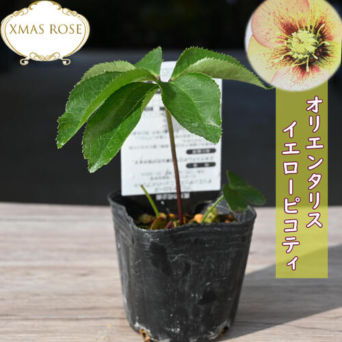 楽天市場】2026年NEW クリスマスローズ 苗 5号プラ鉢入り
