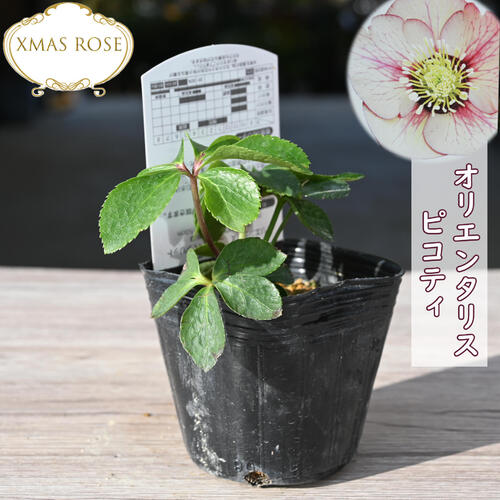 楽天市場】2023年新入荷苗 クリスマスローズ ダブル咲き ホワイト