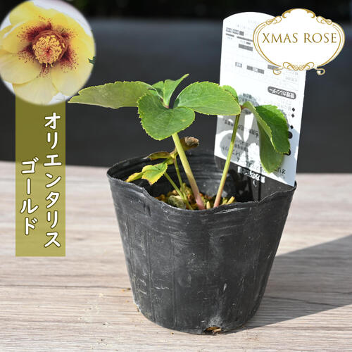 クリスマスローズ苗 楽天市場】2023年新入荷苗 クリスマスローズ ダブル咲き ゴールド系