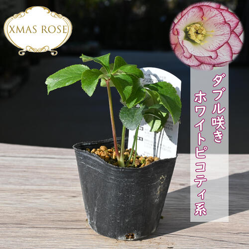 楽天市場】2023年新入荷苗 クリスマスローズ オーレア系 ダブル