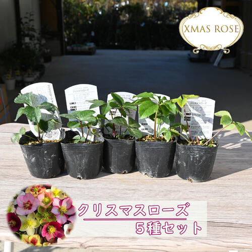 楽天市場】2023年新入荷苗 クリスマスローズ ダブル咲き ゴールド系