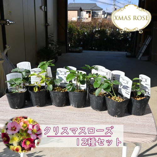 楽天市場】クリスマスローズ苗 ダブル 5株セット 9cmポット 新潟県産