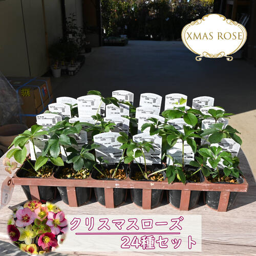 楽天市場】クリスマスローズ苗 ダブル 5株セット 9cmポット 新潟県産