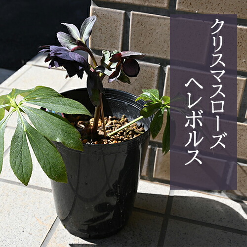 楽天市場】1月より発送。2025年クリスマスローズ開花花苗 クリスマス