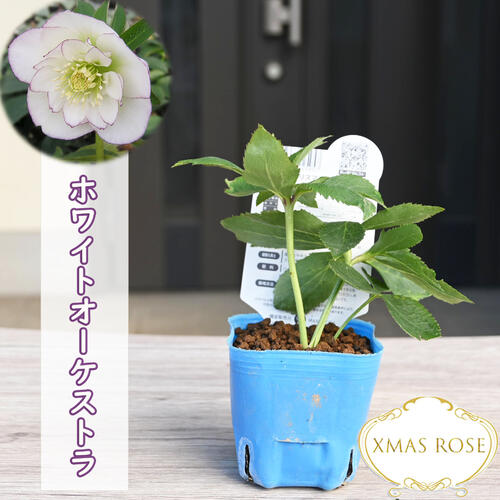 クリスマスローズ2年生苗　dd多弁アプリコット自然交配　4号鉢　おまけ付 クリスマスローズ2年生苗 dd多弁アプリコット自然交配 4号鉢