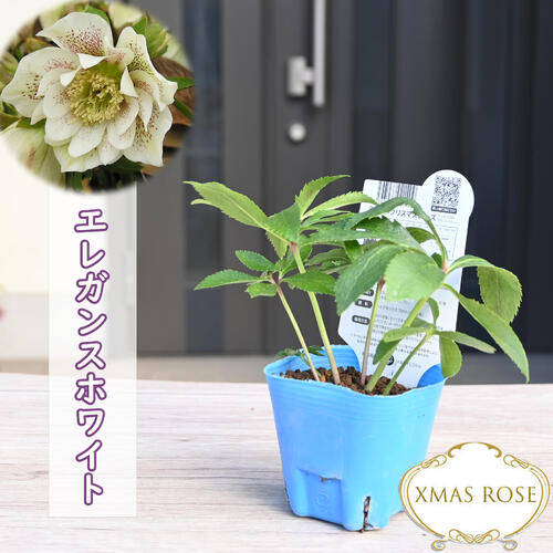楽天市場】2023年新入荷苗 クリスマスローズ ダブル咲き ホワイト