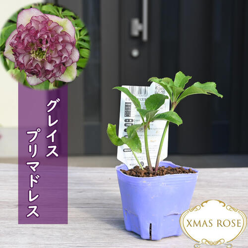 楽天市場】2023年新入荷 クリスマスローズ 苗 オーロラプリマ 楽天市場】2023年新入荷 クリスマスローズ 苗 オーロラプリマ