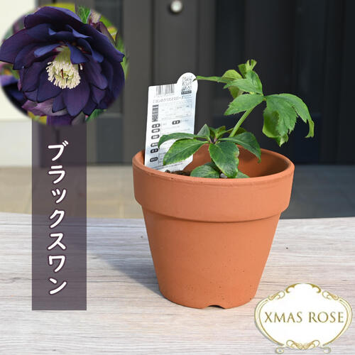 楽天市場】2023年新入荷苗 クリスマスローズ ダブル咲き ピンク系