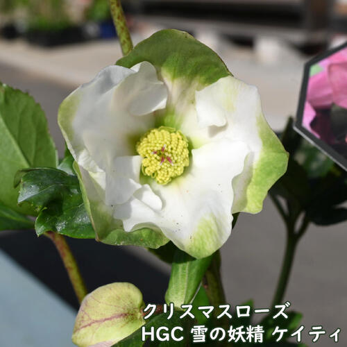 楽天市場】クリスマスローズ 雪の妖精 HGC ケイティ クリスマスローズ