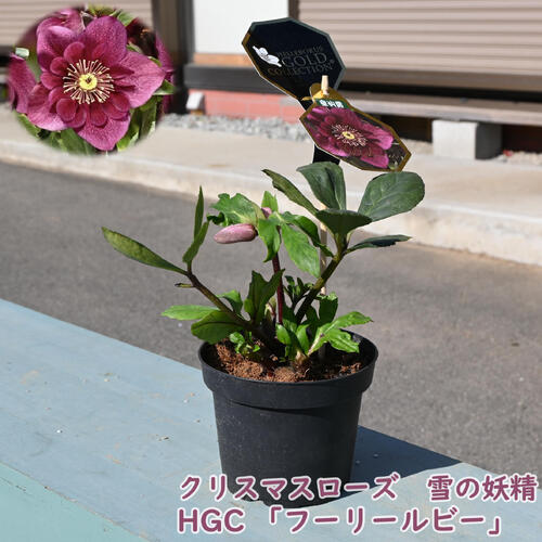 クリスマスローズ　雪の妖精　4鉢セット クリスマスローズ,童仙房ナーセリー＆ガーデンのクリスマスローズ,雪の