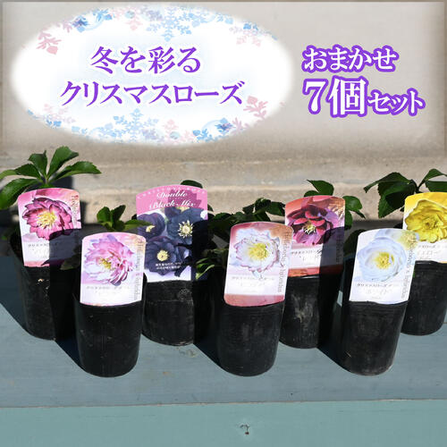 楽天市場】2023年新入荷苗 クリスマスローズ 24種セット クリスマス