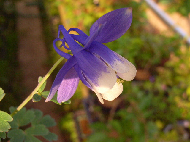 楽天市場】千鳥瑠璃オダマキ 【山野草】 : 園芸百貨店何でも揃うこぼんさい