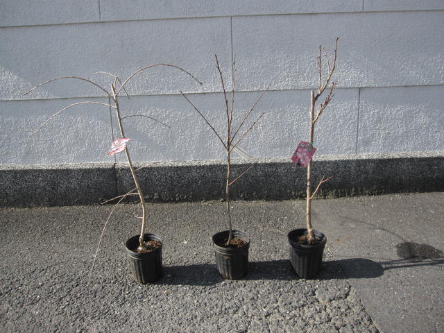 植樹苗に桜苗【 桜苗 3本 】【桜】\u003cBR\u003e桜庭木\u003cBR\u003eさくら若木