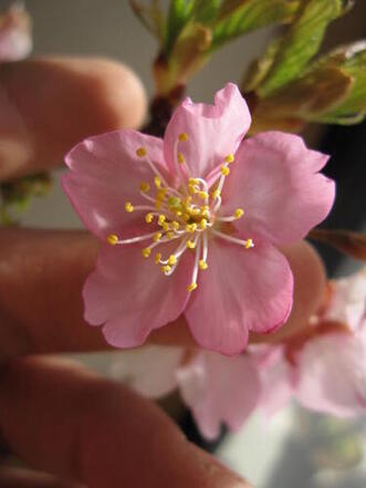 楽天市場】河津桜（カワヅザクラ）7号苗（J11） : 千草園芸