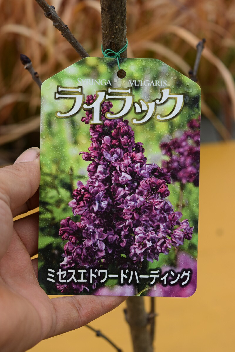 楽天市場 ライラック苗 ライラック苗 リラの木苗木ミセスエドワードハーディング苗 6号苗 園芸百貨店何でも揃うこぼんさい