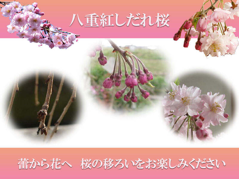 楽天市場 桜 枝垂れ桜 八重紅しだれ桜 21年4月頃開花 桜鉢植 大 園芸百貨店何でも揃うこぼんさい 楽天市場 桜 枝垂れ桜 八重紅しだれ桜 21年4月頃開花 桜鉢植 大 園芸百貨店何でも揃うこぼんさい