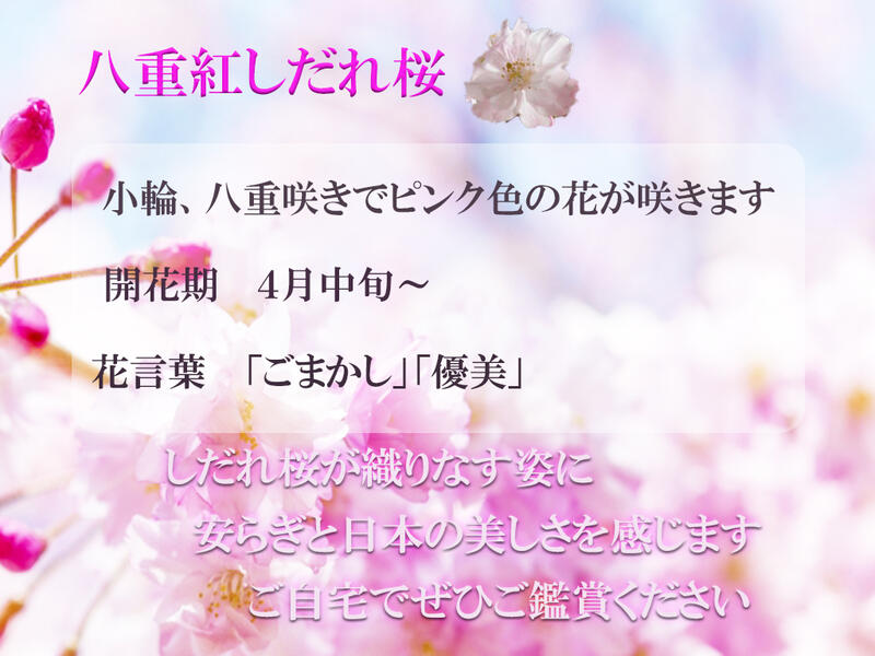 楽天市場 記念の植樹に21年4月中頃開花予定の桜苗桜苗 八重紅しだれ桜 桜苗 八重しだれ桜しだれ桜 苗木 園芸百貨店何でも揃うこぼんさい