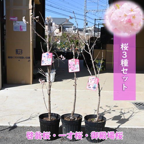 Amazon.co.jp: 河津桜苗 2本河津桜セット 接ぎ木3年 : DIY・工具