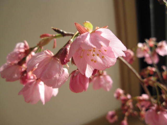 楽天市場 21年3月に開花桜鉢植え桜の鉢植え陽光桜 園芸百貨店何でも揃うこぼんさい